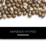 Amnesia Hy Pro | Feminizadas