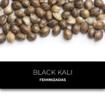 Black Kali | Feminizadas