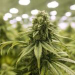 Cheestar 99 | Auto | Shaman Genetics