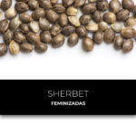 Sherbet | Feminizadas