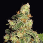 The Super | Auto | Shaman Genetics