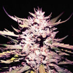 True Jones | Fem | Shaman Genetics
